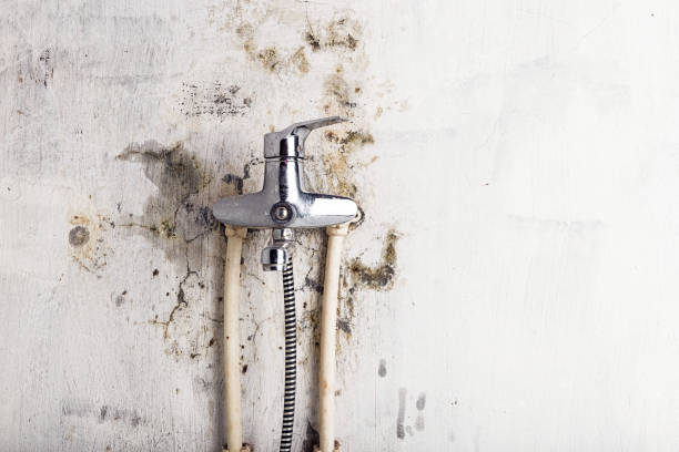 Best Mold Cleaning Services  in Pierceton, IN