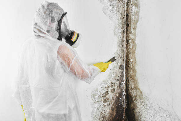 Office Mold Removal Services in Pierceton, IN