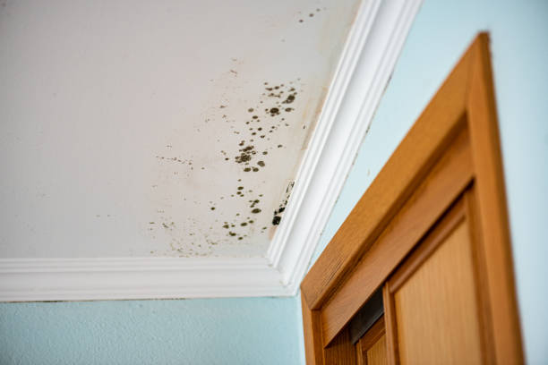 Best Crawl Space Mold Removal  in Pierceton, IN