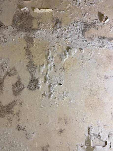 Best Best Mold Removal Companies  in Pierceton, IN