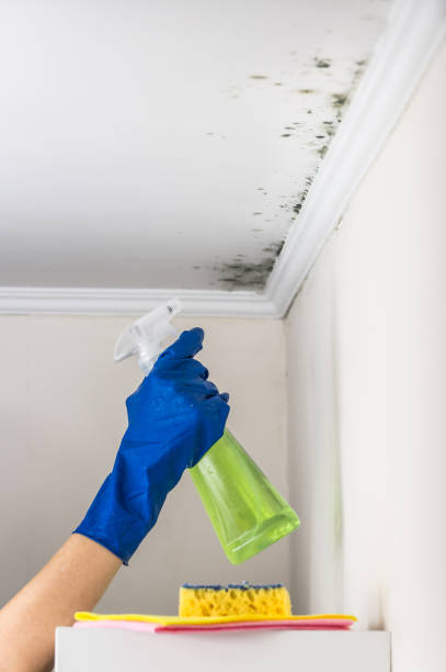 Best Home Mold Removal  in Pierceton, IN